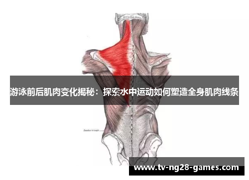 游泳前后肌肉变化揭秘：探索水中运动如何塑造全身肌肉线条